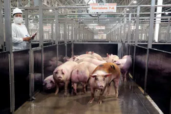 Recertifican internacionalmente a Granjas Carroll por cumplimiento en bienestar animal