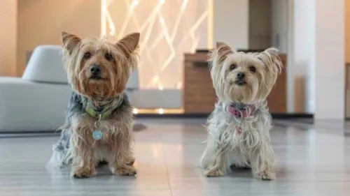 BBVA lanza seguro para mascotas; cubre a perros y gatos de hasta 12 años