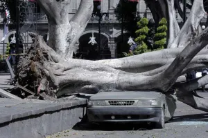 Caída de árbol en zócalo causa fuertes daños materiales a particulares