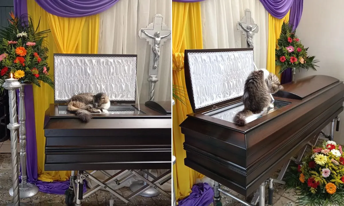 Gatita sobre ataúd de su dueño