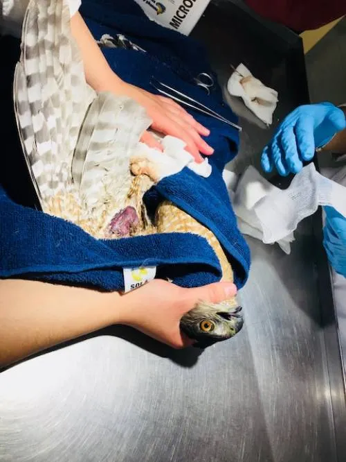 De manera voluntaria, entregan a Profepa un cocodrilo y un gavilán, en Puebla