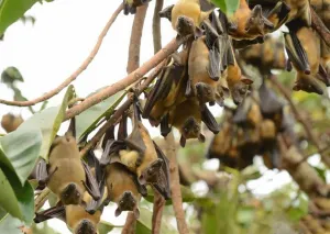 Murciélagos de la fruta, causantes de transmisión de ébola