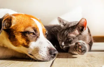Impulsan en el Congreso iniciativas y puntos de acuerdo en materia de bienestar animal