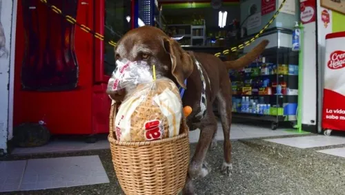 Asaltan a perrito que entregaba despensa a domicilio