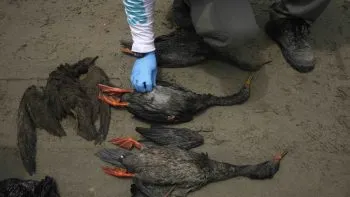 Gobierno peruano rescata a 78 aves con vida tras derrame de Repsol
