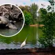 Desmienten desbordamiento de la laguna de San Baltazar en Puebla; el cocodrilo Fugaz está bien