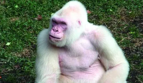 National Geographic publica un cómic de 16 páginas dedicado al gorila albino Copito de Nieve