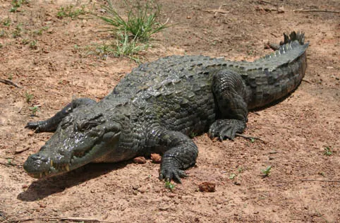 Lagarto cuidaba plantío de marihuana en EEUU