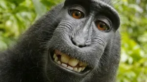 “Selfie” de mono ya tiene dueño legal: Wikimedia