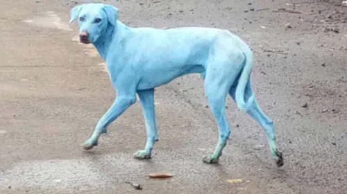 Los perros de Bombay se están volviendo azules