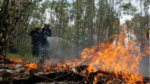 Registran en Tetela de Ocampo 48 incendios forestales; 12 fueron de alta intensidad