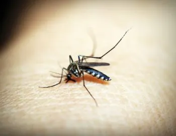 Casos de dengue, en 108 municipios de Puebla: Salud