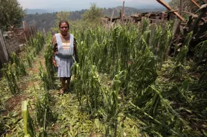 Lluvias y granizadas dañaron 10 mil hectáreas de frutales