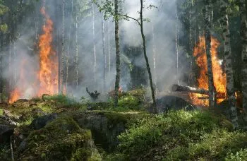 Este año, incendios han consumido cerca de 300 mil hectáreas en Bolivia