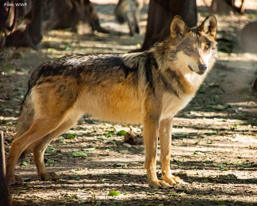 Liberarán ‘manada’ para conmemorar reintroducción del lobo mexicano