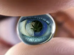 Mariguana alenta la perdida de la visión