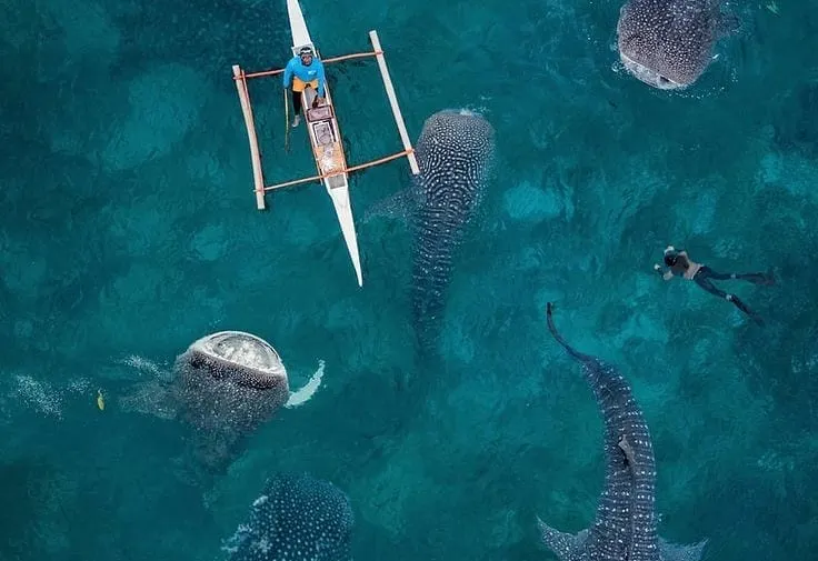 tiburon-ballena