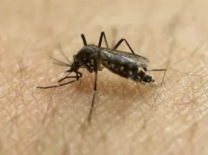 Los mosquitos pueden portar zika y chikungunya a la vez