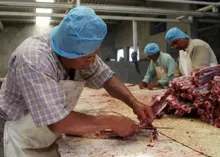 Ofrecen porcicultores producir alimentos en vez de importarlos