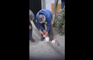 Hombre ahorca a gato