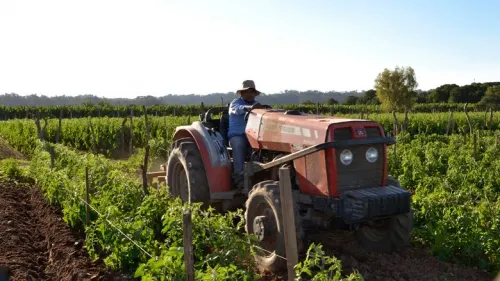 Se rompe en mayo buena racha de empleos para sector agrícola en Puebla; se pierden 7.9%