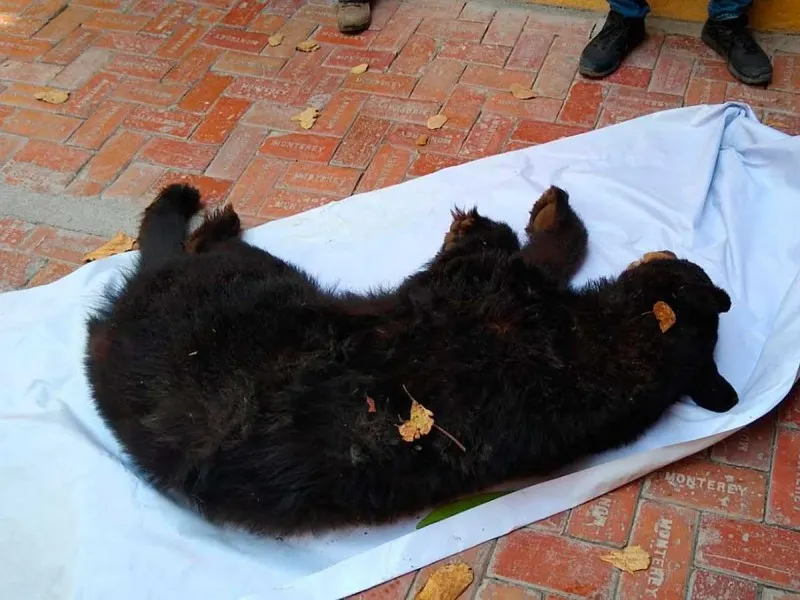 Capturan a oso negro tras colarse en presidencia municipal de Villaldama, NL