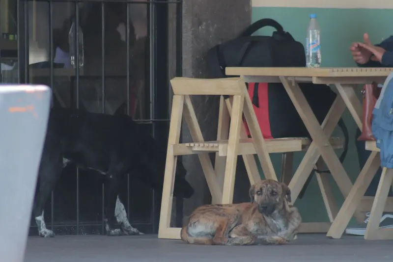 Día Internacional del Perro Callejero