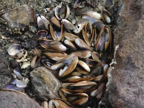Muerte masiva de moluscos causa alarma en El Salvador