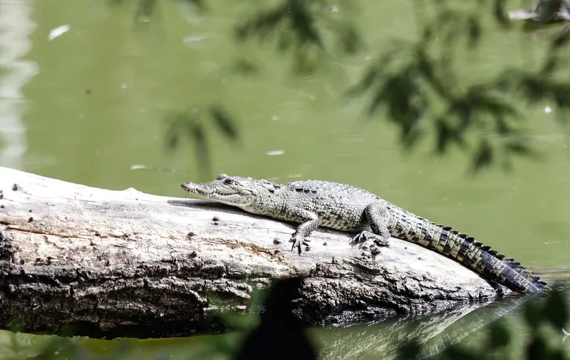 ¡Capturan a Fugaz, el cocodrilo de la laguna de San Baltazar en Puebla capital!