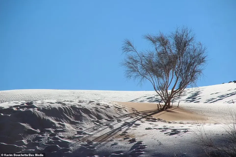 Desierto Sáhara nevada