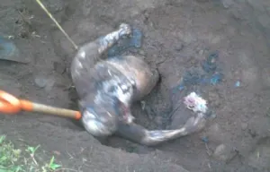 Hallan la cuarta fosa clandestina en Veracruz en lo que va del año