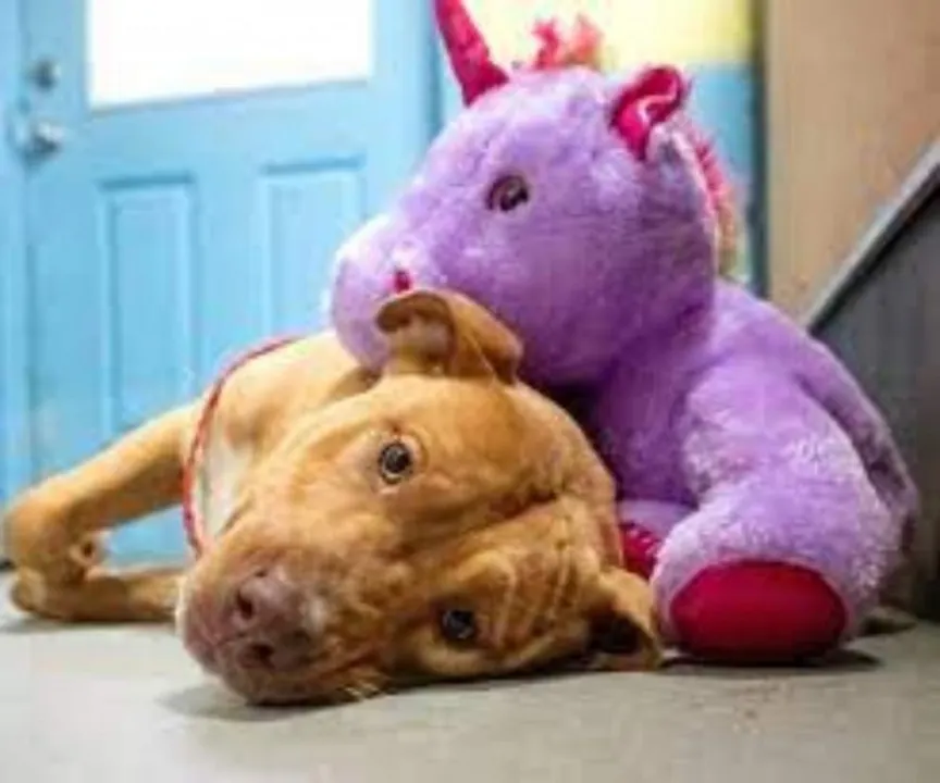 La tierna historia de un perro enamorado del unicornio