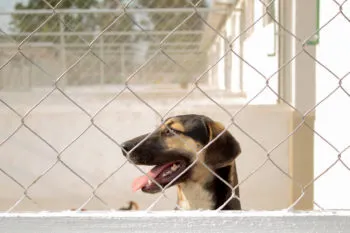 Maltrato animal se castiga en Puebla hasta con 8 años de cárcel: Céspedes Peregrina