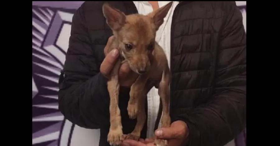 En Cruz del Sur, hombre intentó vender un coyote
