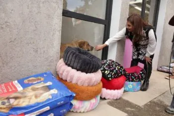 Clara Brugada supervisa albergues y defiende rescate de perros del Refugio Franciscano; Gobierno abre diálogo con activistas
