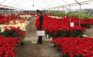 Atlixco, principal productor de nochebuena en el país