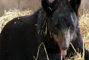 Profepa multa con más de 700 mil pesos a circo por maltrato de animales