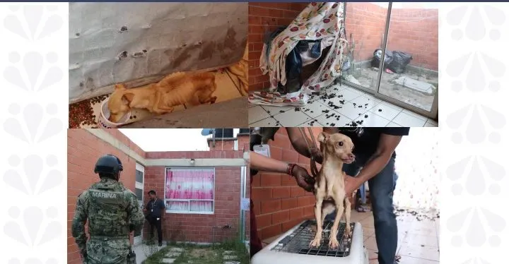 Realiza la Fiscalía de Puebla primer cateo de seres sintientes; rescata ejemplar canino en Texmelucan