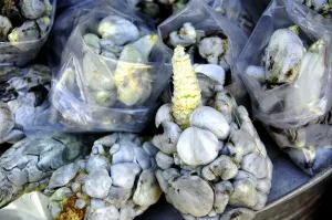 Inoculación transforma en 90 por ciento cultivo de maíz en huitlacoche