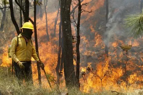 Conafor reportó 98 incendios forestales en dos meses y afectó 895 hectáreas de cultivos