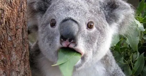 Koalas desaparecen a un ritmo más rápido que la población mundial de animales