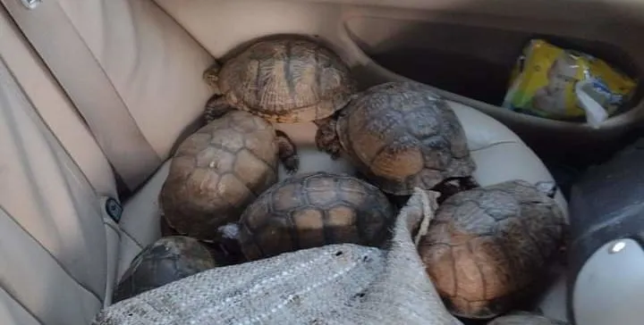 Tortugas en camioneta