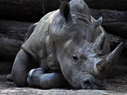 Muere Tam, el último rinoceronte en Sumatra