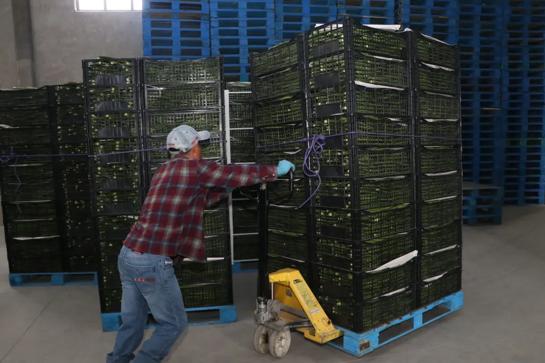 Productores de nopal