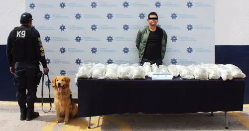 Asegura policía municipal más de 31 kilos de marihuana en la CAPU; hay un detenido