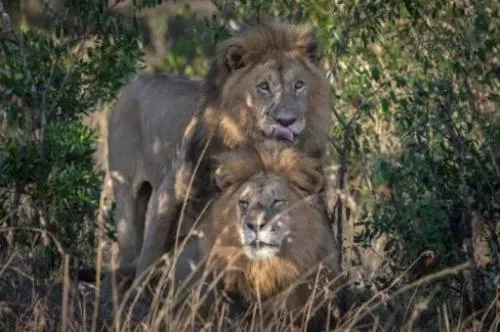 Descubren a dos leones teniendo relaciones sexuales