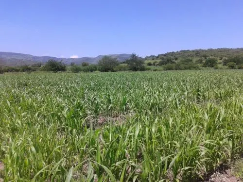SAGARPA próxima a cerrar ventanillas del componente de PROAGRO productivo en Puebla