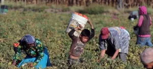 Trabajan 33 mil niños en Puebla, revela ENOE