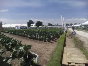 Liderará Rafael Ramos a productores de hortalizas del país
