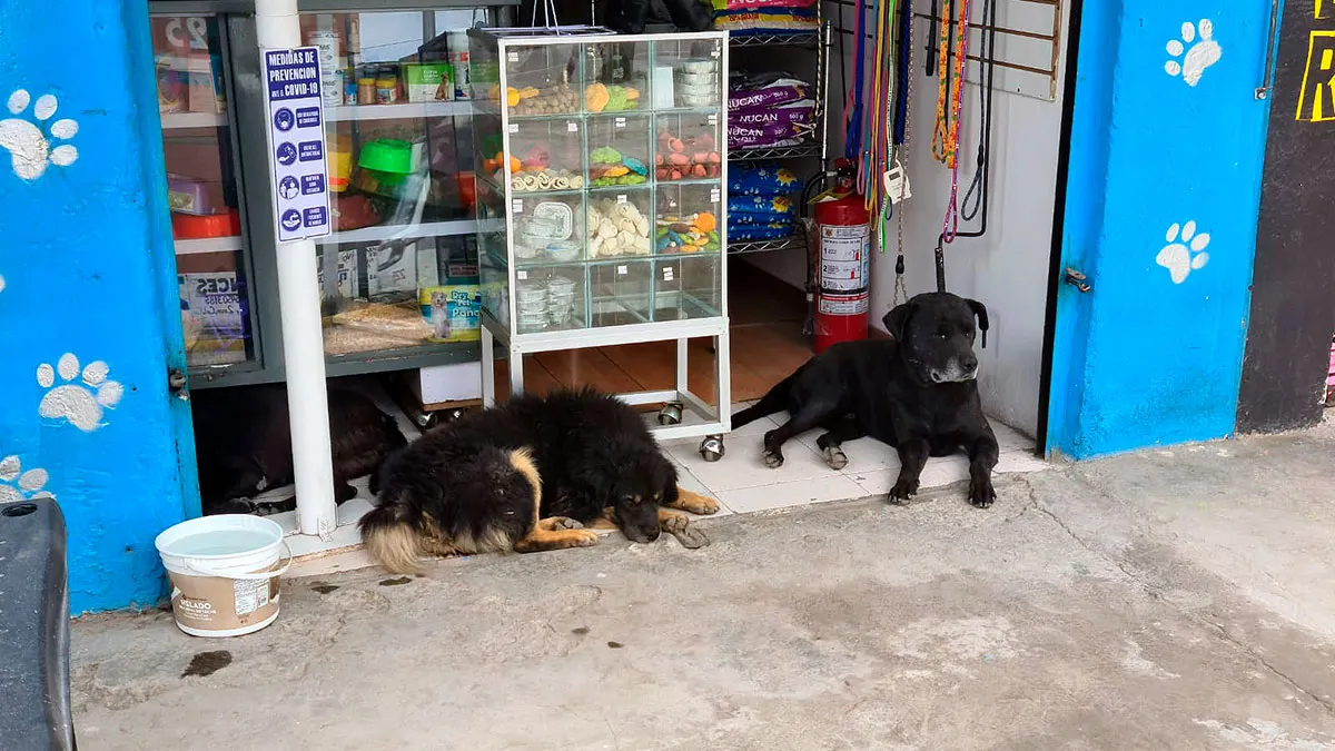 Caida De Ceniza Popocatepetl Mascotas